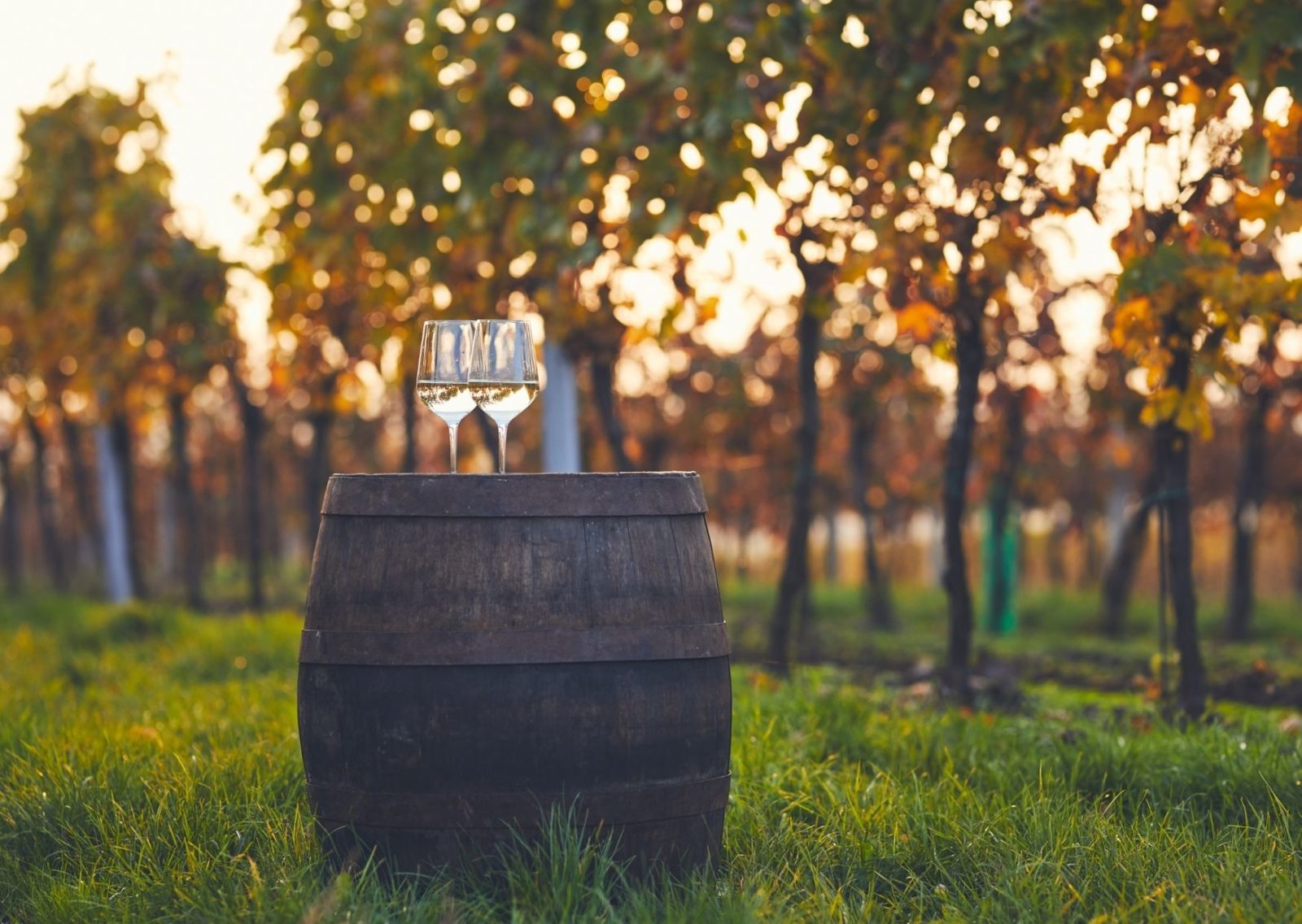 10 Best Italian White Wines Best Italian Dry White Wines IB